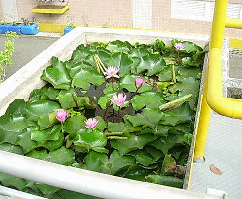 廠區蓮花池生態園區